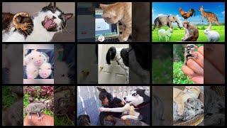 What's Trending in Pets & Animals on Tuesday, May 23rd, 2023