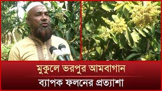 আমের মুকুলে ভরে উঠেছে সাতক্ষীরার আম বাগান | Mango | Forest | News