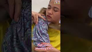 Monkey Lyly sleeps so soundly #shorts #monkey #youtubeshorts #viralshort #cutefunny