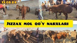 JIZZAX OSIYO MOL QO'Y BOZORI NARXLARI ЖИЗЗАХ ДА ЧОРВА НАРХЛАРИ 2024 #жиззах #rek #ozod