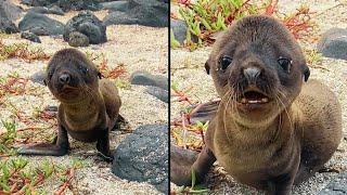 This Sea Lion Is So Sweet ️