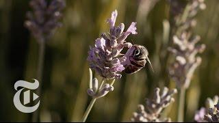 What's the Buzz About Wild Bees? | California Matters w/ Mark Bittman | The New York Times