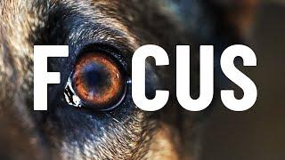 IMPROVE your dog's focus! Using these 3 exercises