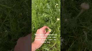 Grow and preserve your own chamomile for tea  #herbs #chamomile #homegrown