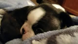 Singleton Boston Terrier