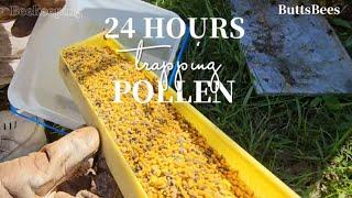 ️ AMAZING 24 HOUR HAUL OF POLLEN! How and Why We Trap Pollen #beekeeping