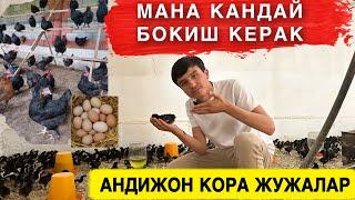 АНДИЖОН КОРА ЖУЖАЛАРИ КАНДАЙ БОКИШ КЕРАК