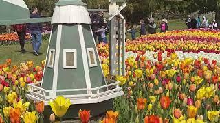 Tulip festival in WA #tulipfestival  #roozengaarde #skagitvalley