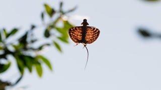 Flying Dragons Of The Jungle | Planet Earth II