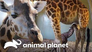 El increíble parto de una bebé jirafa | Los Irwin | Animal Planet