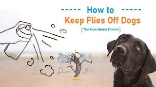 Shoo-Fly | 3 Ways to Keep Flies Off Dogs | The Guardians Choice