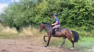 Calvaro Goose 4yo Gelding