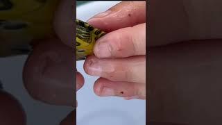 Tiny Turtles. Great catch and release on Daniel Island #turtle #lowcountry