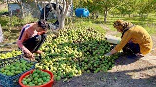 We picked Walnuts One by One ! Heartwarming Family Effort by Sodabeh’s family 