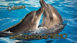 Дельфинарий НЕМО Одесса. Лето 2021 Dolphinarium NEMO Odessa