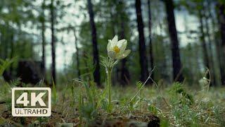 It is summer in Mongolia | A short natural ASMR video | 4K | Relaxing