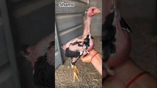 Aseel chicks healthy shamo nasal #aseel #birds #shorts #foryou #youtubeshorts