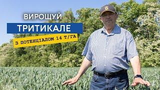 Тритикале вигідніше ніж пшениця. Врожайність на зерно до 14 т/га, зеленої маси 60 т/га. Огляд сортів