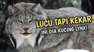 Mengenal Kucing Lynx Sang Predator Eropa