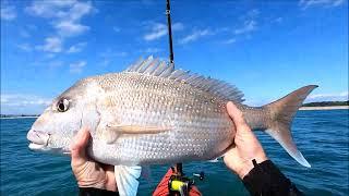 The Pete's Fishing NZ -  A Beaut Snapper  - 8 October 2022