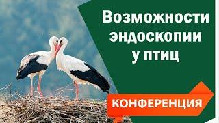 Конференция ветеринарных врачей - тема доклада: Эндоскопия у птиц