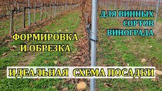 ИДЕАЛЬНАЯ СХЕМА ПОСАДКИ для винных сортов , ОБРЕЗКА, ФОРМИРОВКА   ДЛЯ ВИНОДЕЛИЯ