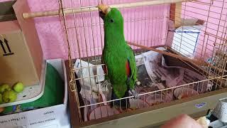 мой любимый #эклектусРикки.     #parrot #eclectus #Ricky #эклектус