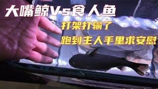 大嘴鲸VS食人鱼，打架打输还会跑到主人手里求安慰！太可爱了！