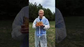 Вторая нога Яши против петapды #русскийфейерверк