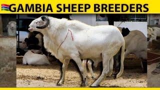 Sheep Readers in the Gambia and the Government