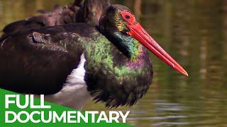 Black Storks: A Surprising Comeback in Germany | Free Documentary Nature