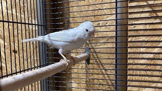 ПЕНИЕ КАНАРЕЙКИ САМКА.         /  FEMALE canary SINGING /