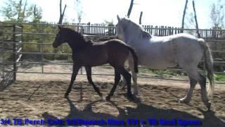 Spoon Colt 02 : 1/2 TB Mare101