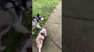 Walking with 2 dogs A husky and an Aussie, it’s magical