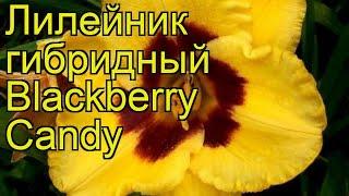 Лилейник гибридный Блэкберри Кенди. Краткий обзор, описание hemerocallis Blackberry Candy