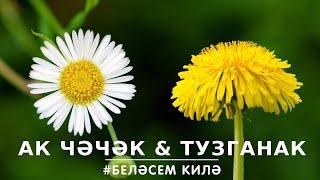 БЕЛӘСЕМ КИЛӘ: ак чәчәк һәм тузганак / Ромашка и одуванчик / Chamomile & Dandelion