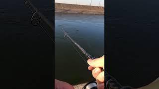 A Nice Striper!  #fishing #aqueductfishing