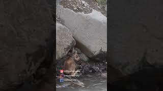 A Baby Moose's DILEMMA: Stuck Between a ROCK and a RIVER!