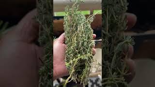 HOW TO PLANT  HERBS ON THE BALCONY
