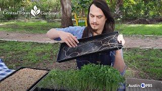 How To Grow Microgreens: Easy Fresh Food Indoors with Austin Davenport | Central Texas Gardener