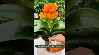 Top 5 Best Fertilizers for Indoor Plants!  | Grow Faster & Healthier at Home