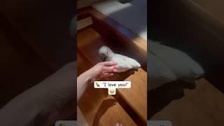 Arguing with a parrot  #cockatoo #parrot #funny #reaction #birds