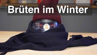 Ausbrüten im Winter - das musst du unbedingt wissen!