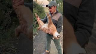 African Lynx hit on the road