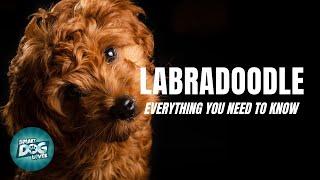 Labradoodle Dog Breed Guide | Dogs 101 - Labradoodle