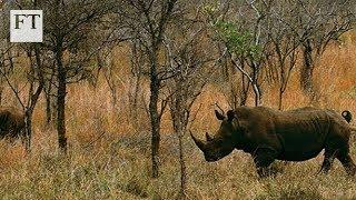 Big Game, Big Money: Inside the illegal wildlife trade