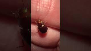 Rosemary Beetle In Hand #beetles #insects #nature