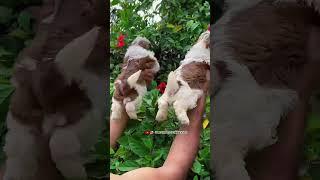 Shitzu male female puppy #shitzu #shitzu_lover #shitzusofinstagram #shitzupuppies #shitzusogs #dog