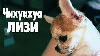 Чишка-малышка смотрит видеовыбираем пеленку Чихуахуа Лизи