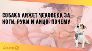 Собака лижет человека за ноги, руки и лицо: почему